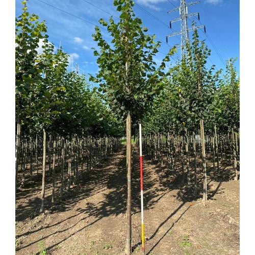 Skogslind -Tilia cordata 'Rancho' 12-14 HS,