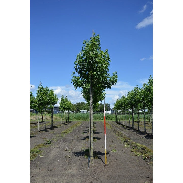 Ambraträd - Liquidambar styraciflua  - Stammens omkrets 16-18 cm, höjd 3,5-4 meter,   HS,