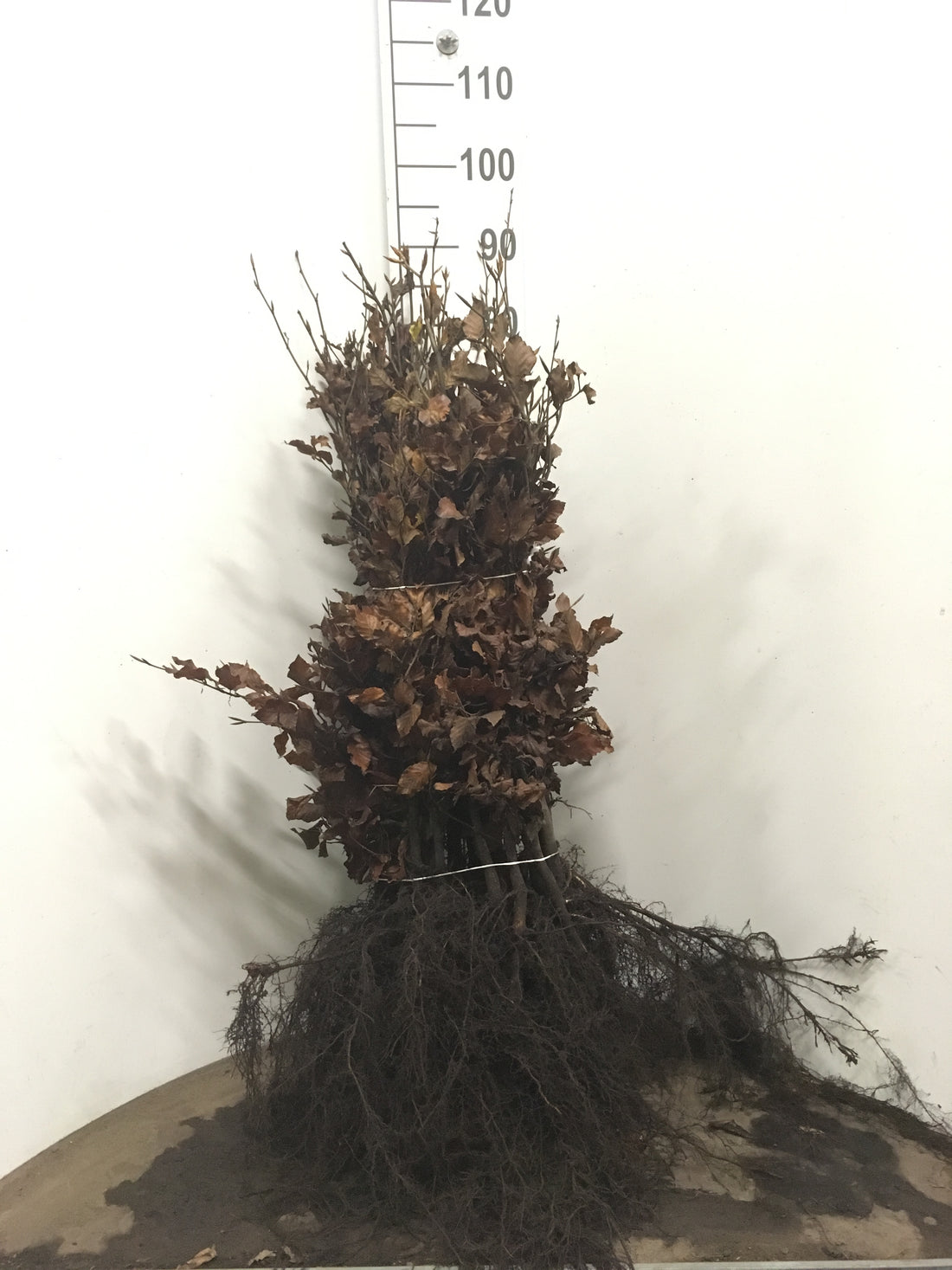 Bok ; 100-120 cm barrot