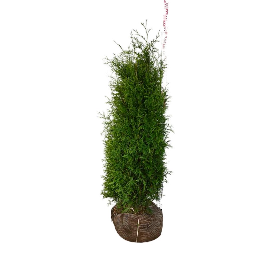 Thuja Brabant ; 140-160 cm rotklump