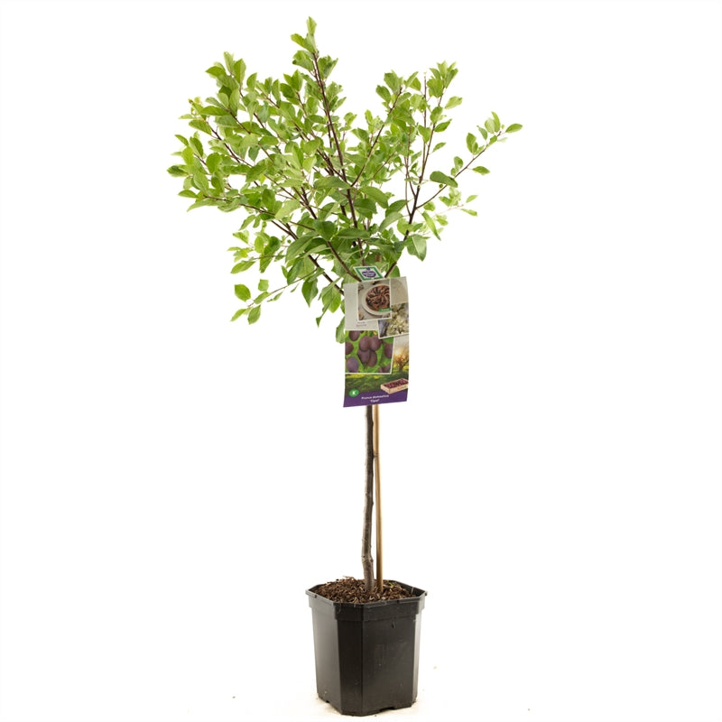 Plommon - Prunus domestica &