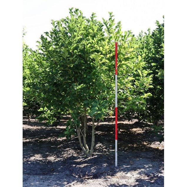 Japansk magnolia - Magnolia kobus 250-300 MS DRKL