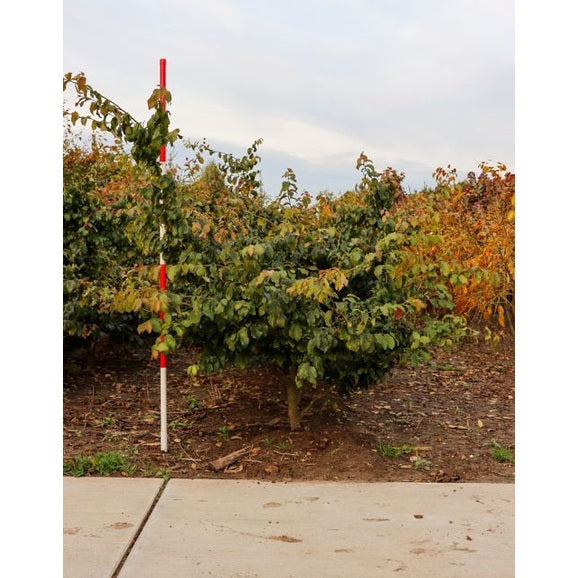 Papegojbuske - Parrotia persica 175-200 MS