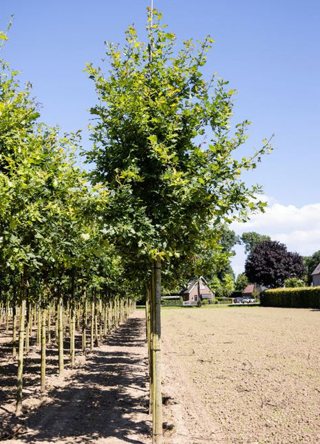 Quercus robur 20-25HO