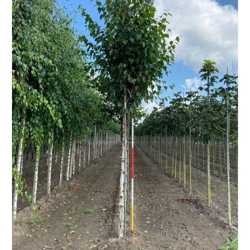 Kinesisk björk - Betula albosinensis 'Fascination'  - Stammens omkrets 16-18 cm, höjd 3,5-4 meter,   HS, COCO