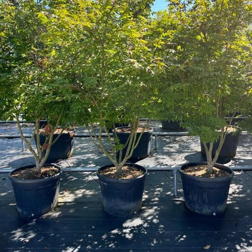 Japansk lönn - Acer palmatum 175-200 MS COCO