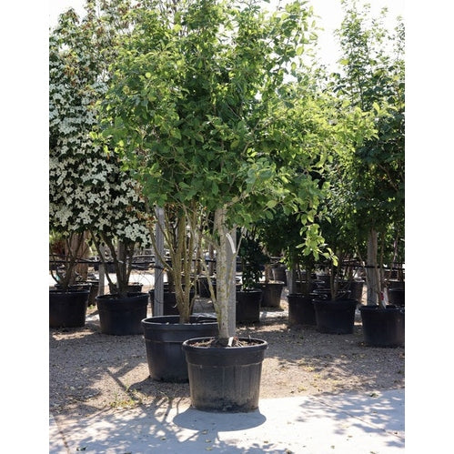 Nyssa -Nyssa sylvatica 250-300 MS CONT