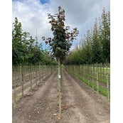 Tysklönn - Acer pseudoplatanus 12-14  HS,