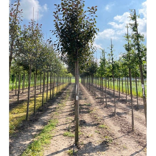 Prydnadsapel - Malus 'Mokum'  - Stammens omkrets 14-16 cm, höjd 3,5-4 meter,   HS,