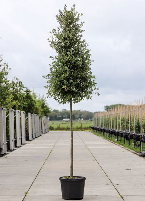 Quercus ilex 14-16HO CONT