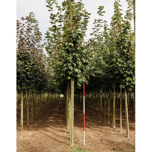 Lönn - Acer platanoides  - Stammens omkrets 18-20 cm, höjd 4 +/- meter,   HS, DRKL