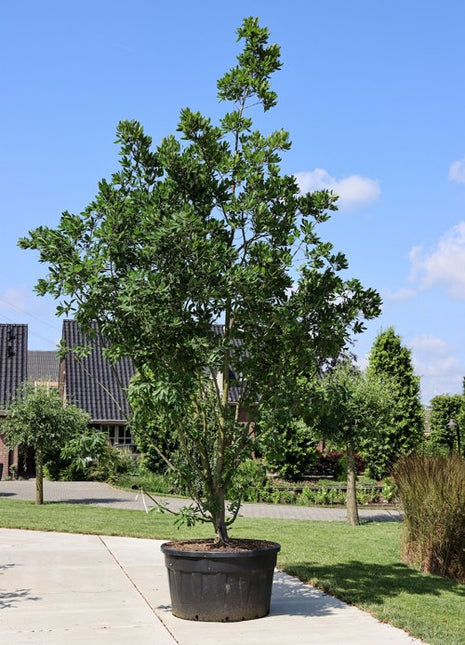 Quercus turneri 'Pseudoturneri' 400-450 MS CONT