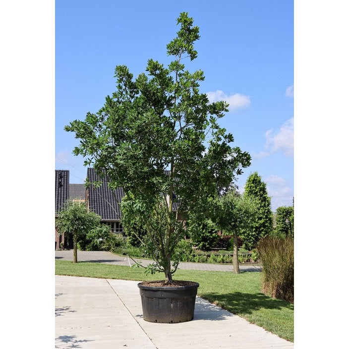 Turners Ek - Quercus turneri &