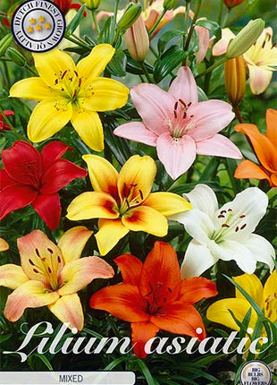 Lilium Asiatic Mixed 3-pak