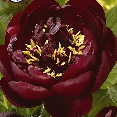 Pion-Paeonia Bella 1-pack