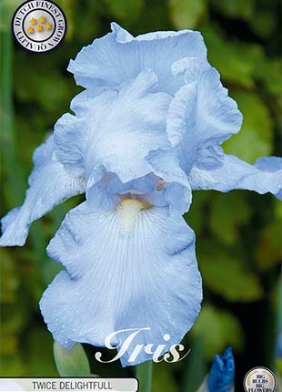 Tysk iris-Iris Germanica Twice Delightful 1-pak