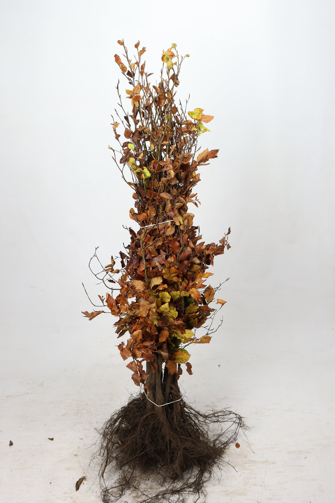 Avenbok -  40-60 1+1