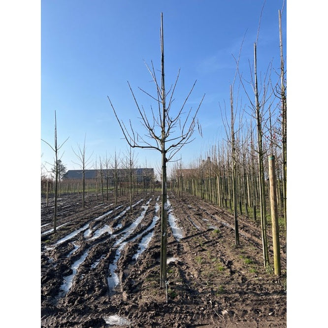 Katalpa - Catalpa bignonioides  - Stammens omkrets 20-25 cm, höjd 4-4,5 meter,  HS,