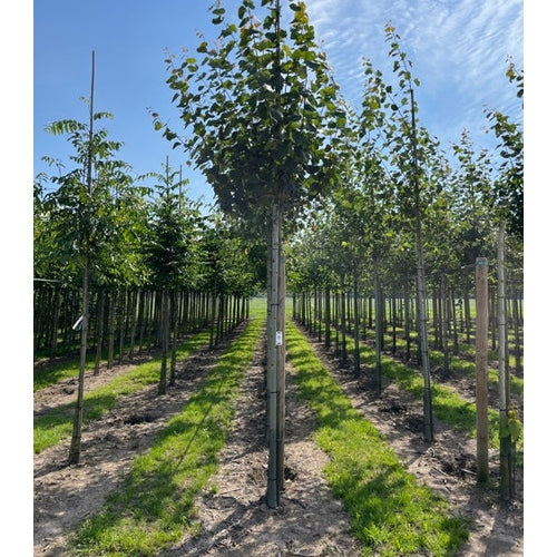 Asp - Populus tremula  - Stammens omkrets 16-18 cm, höjd 3,5-4 meter,  HS,