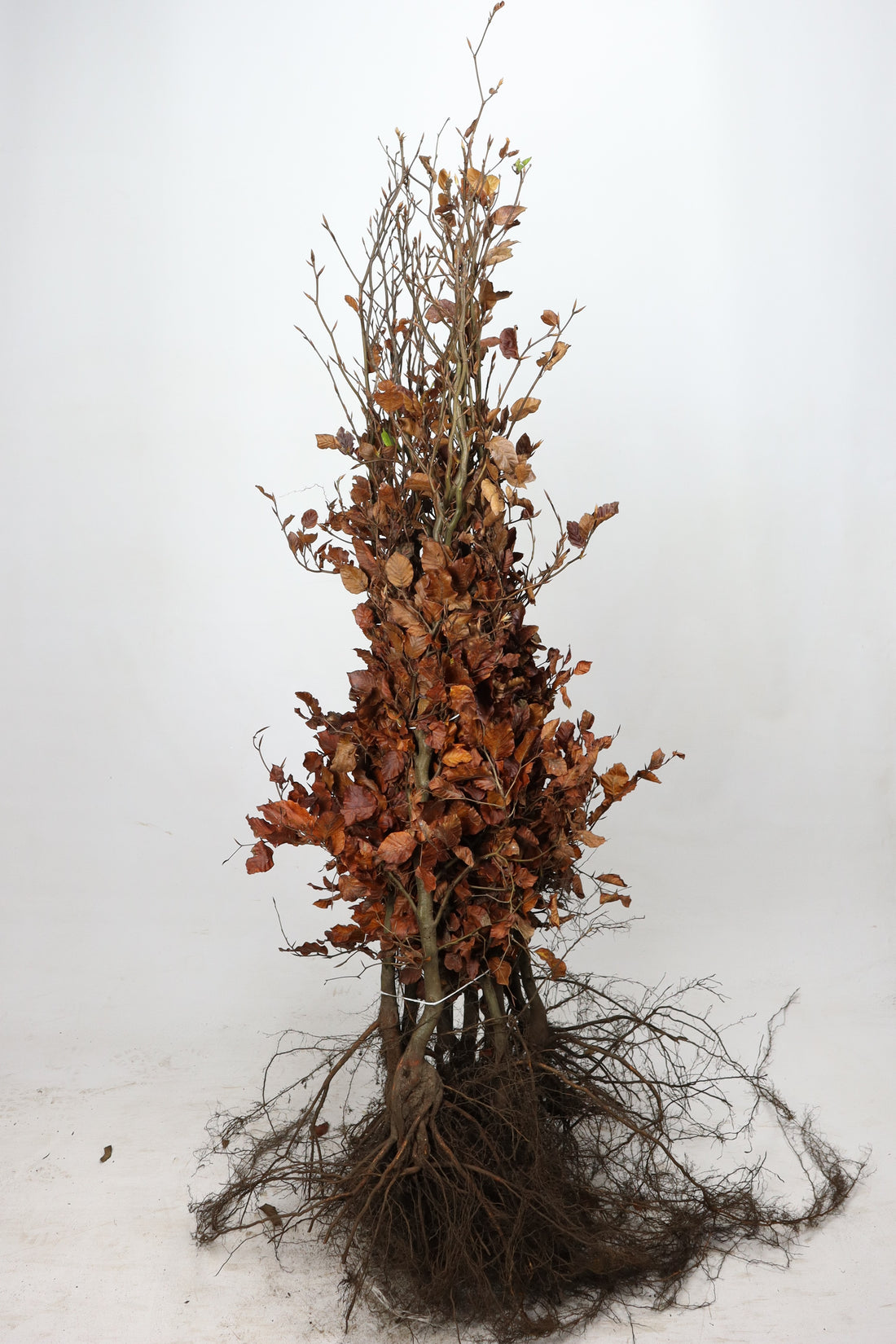 Avenbok -  60-80 1+1