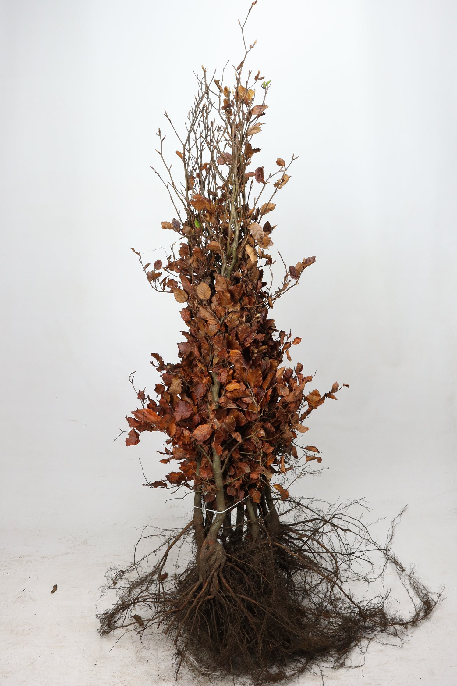 Avenbok -  60-80 1+1