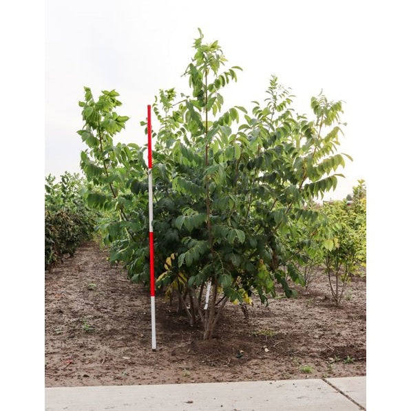 Falskt korkträd - Tetradium daniellii 200-250 MS