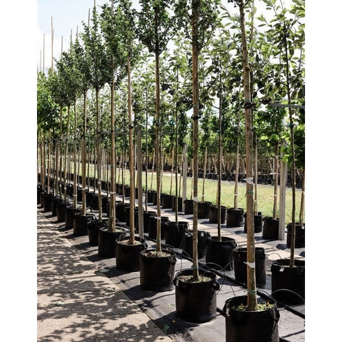 Pelarformad Ginkoträd - Ginkgo biloba 'Fastigiata Blagon' 12-14  HS, CONT