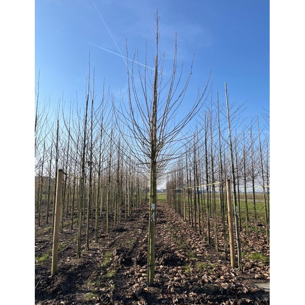 Platan - Platanus hispanica  - Stammens omkrets 20-25 cm, höjd 4-4,5 meter,  250ST DAK COCO