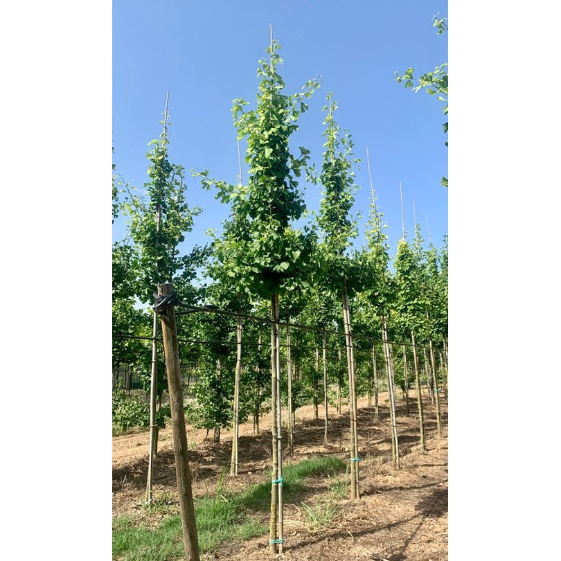 Ginkgoträd - Ginkgo biloba  - Stammens omkrets 14-16 cm, höjd 3,5-4 meter,   HS,