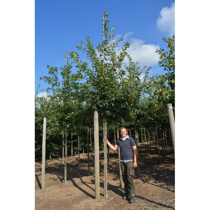 Bergek - Quercus petraea  - Stammens omkrets 16-18 cm, höjd 3,5-4 meter,  HS,
