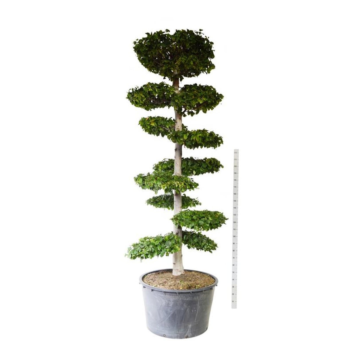 Carpinus betulus Bonsai 250–300 cm C500 (500 liters kruka)