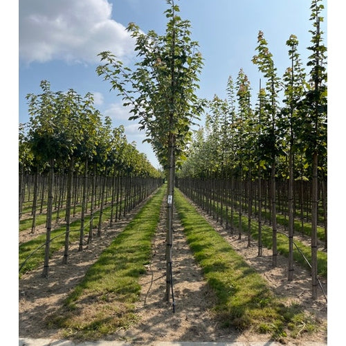 Vitbrokig skogslönn - Acer platanoides &