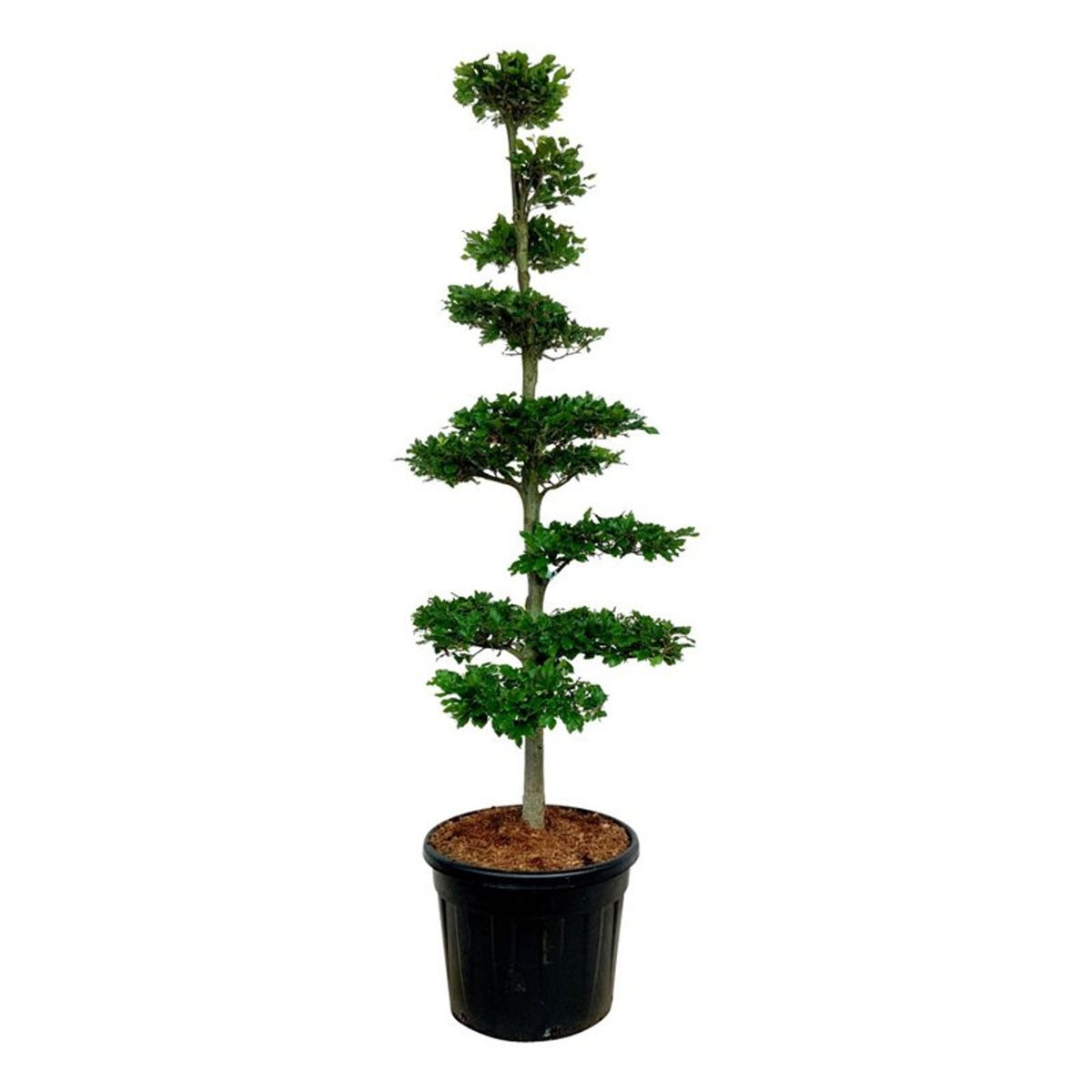 Fagus sylvatica Bonsai 175-200 cm C90 (90 liters kruka)
