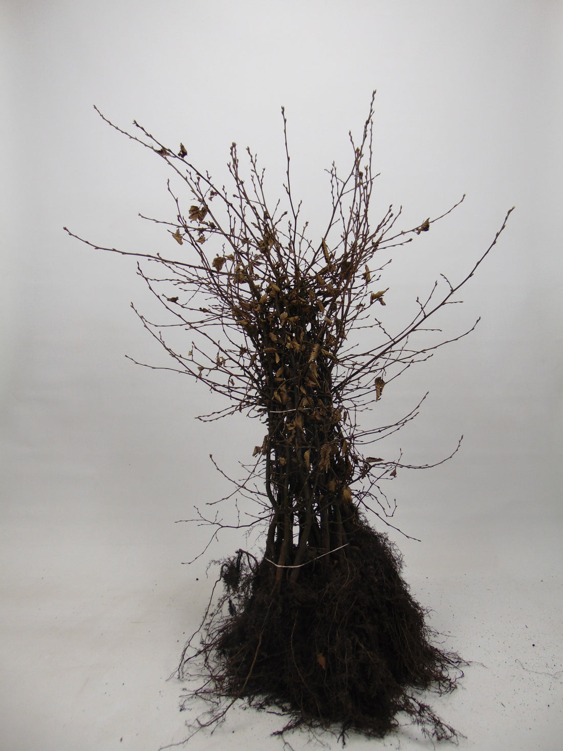 Avenbok -  125-150 1+2