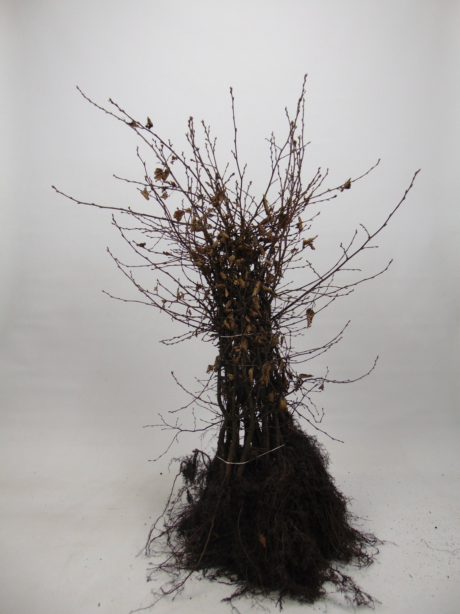 Avenbok -  125-150 1+2