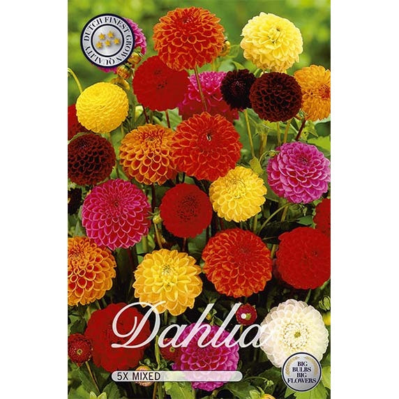 Dahlia Pompon Mixed 5-Pack