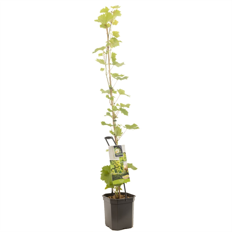 Vitis &