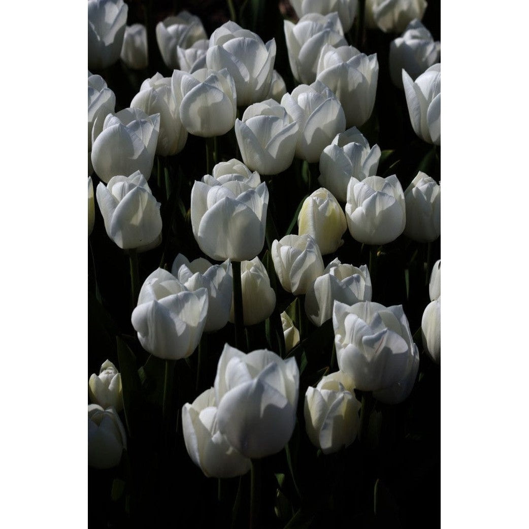 Tulpan Royal Virgin 5-pack