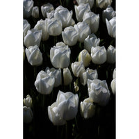 Tulpan Royal Virgin 5-pack