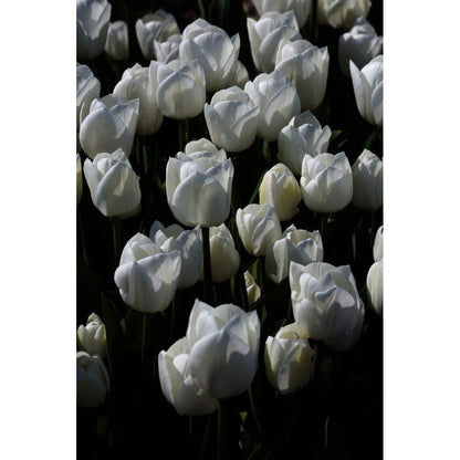 Tulpan Royal Virgin 5-pack