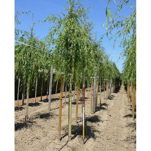 Kaskadpil - Salix sepulcralis 'Chrysocoma'  - Stammens omkrets 16-18 cm, höjd 3,5-4 meter,  HS,