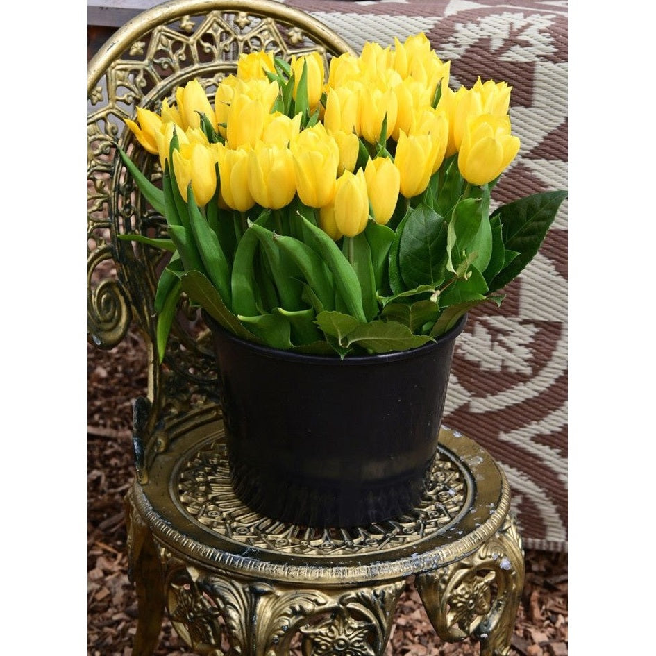 Tulpan Strong Gold 5-pack