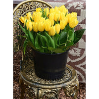 Tulpan Strong Gold 5-pack