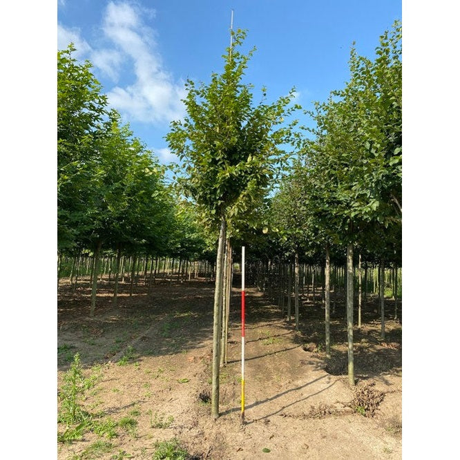 Pelaravenbok - Carpinus betulus 'Frans Fontaine'  - Stammens omkrets 14-16 cm, höjd 3,5-4 meter,   HS,