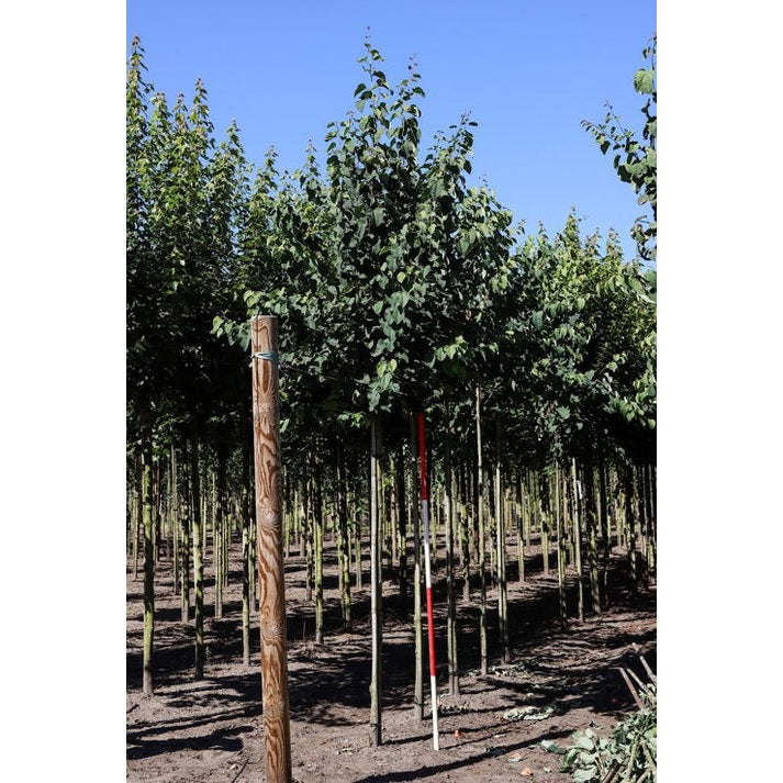 Katsura - Cercidiphyllum japonicum  - Stammens omkrets 14-16 cm, höjd 3,5-4 meter,   HS, COCO