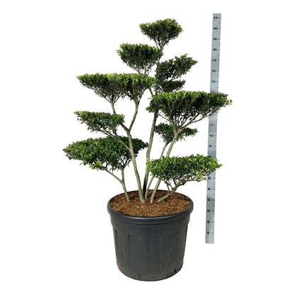Ilex crenata &