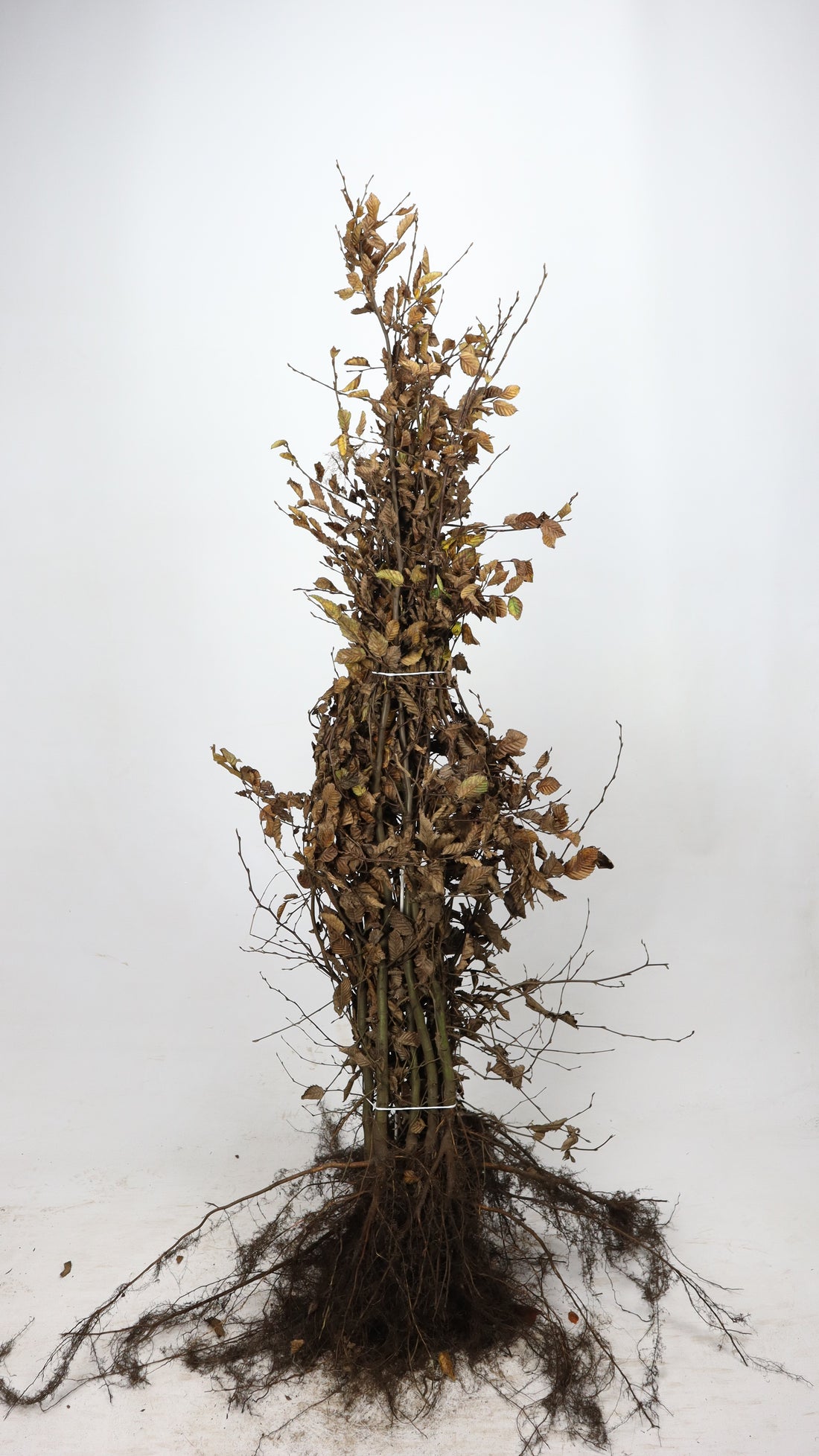 Fältlönn ; 60-100 cm barrot 1+1