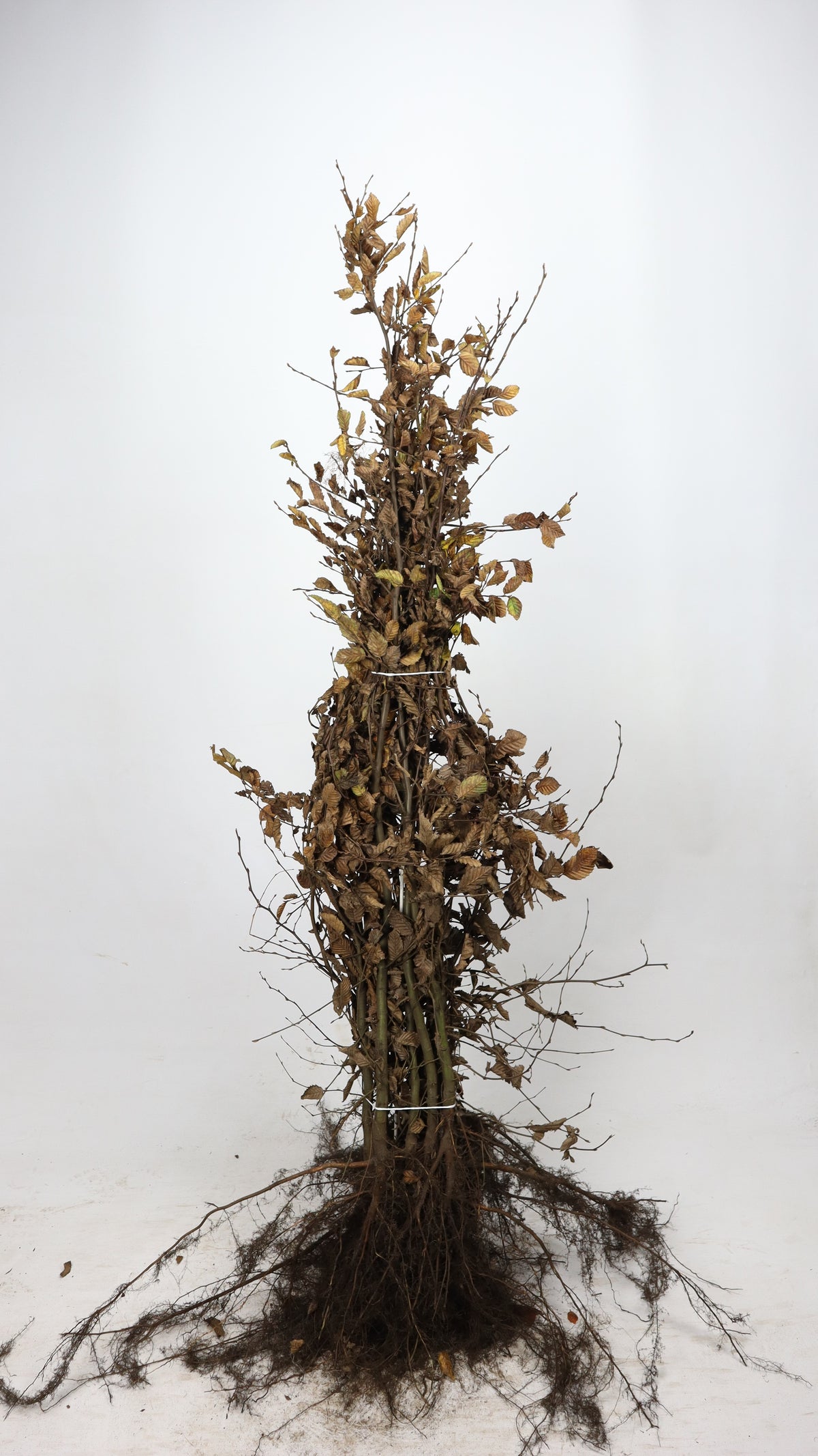 Fältlönn ; 60-100 cm barrot 1+1