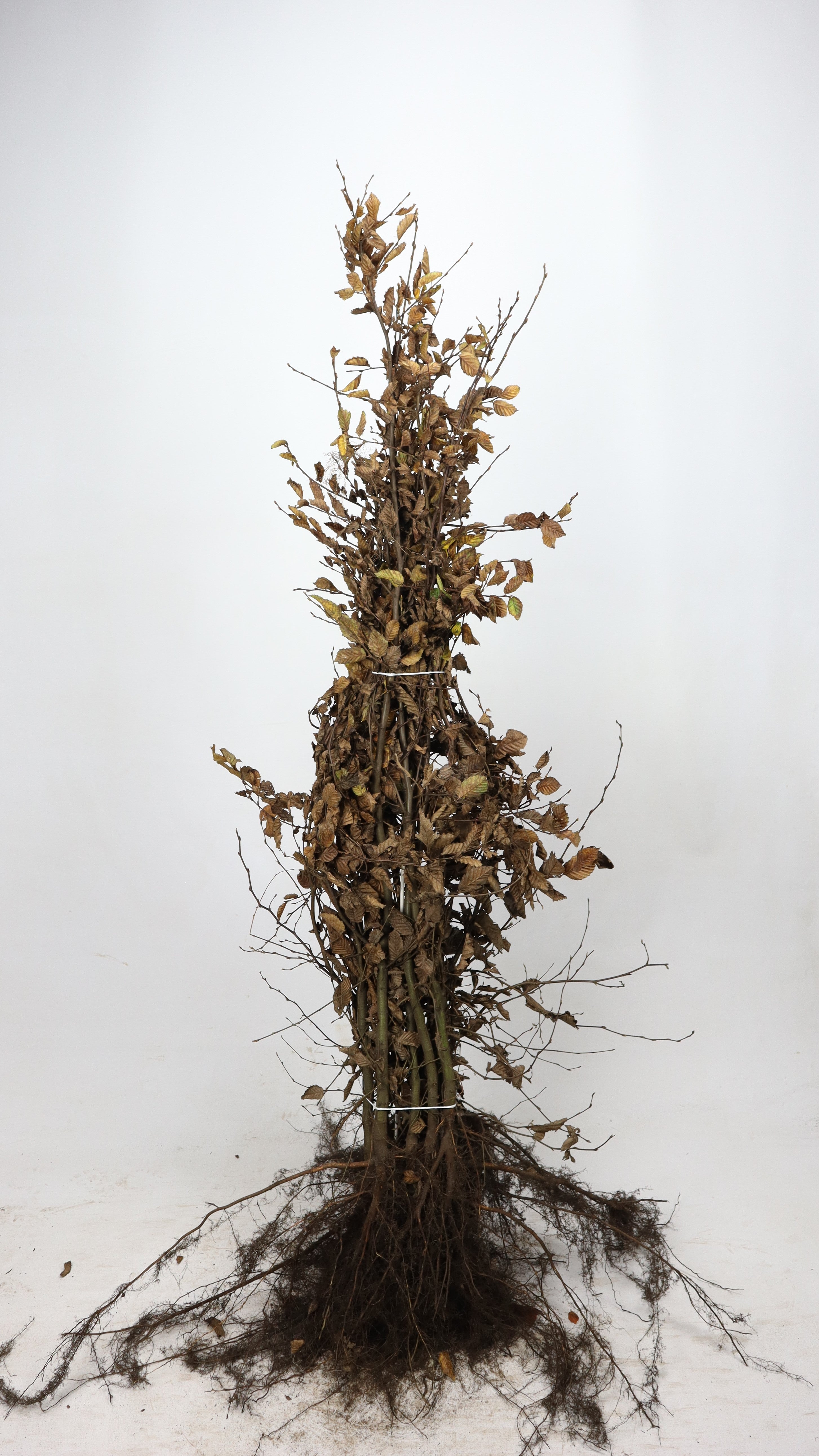 Fältlönn ; 60-100 cm barrot 1+1