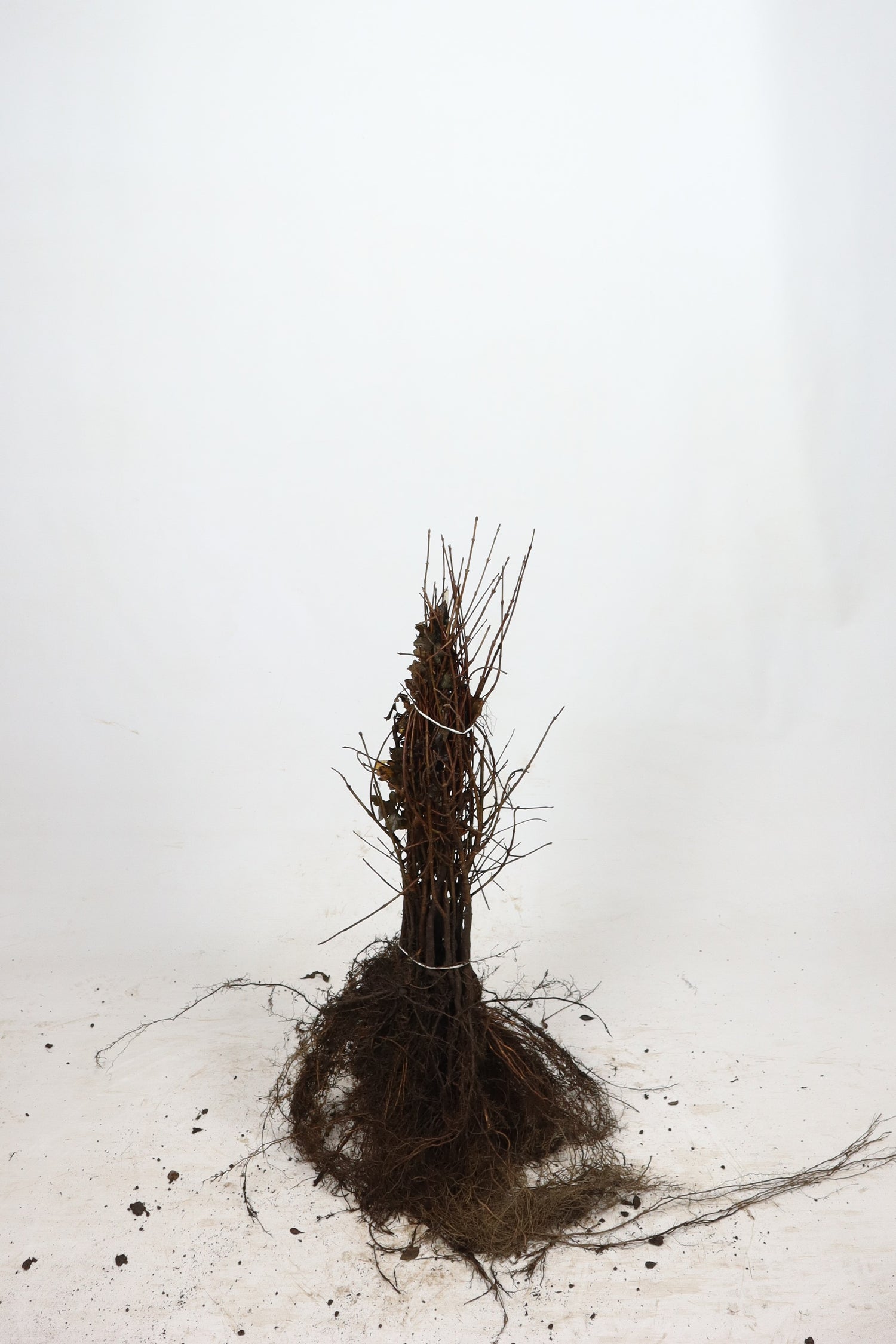 Fältlönn ; 100-125 cm barrot 1+1